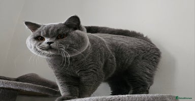 British Shorthair cats - Advert 4