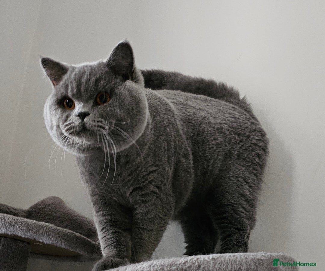 British Shorthair cats for sale: SHOW QUALITY Blue British shorthair KOLINGA DNA - Image 3