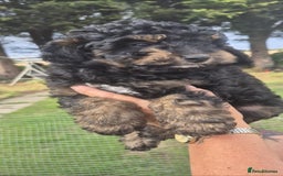 Cockapoo dogs for sale: Cockapoo  LAST GIRL AVAILABLE NOW - Image 13