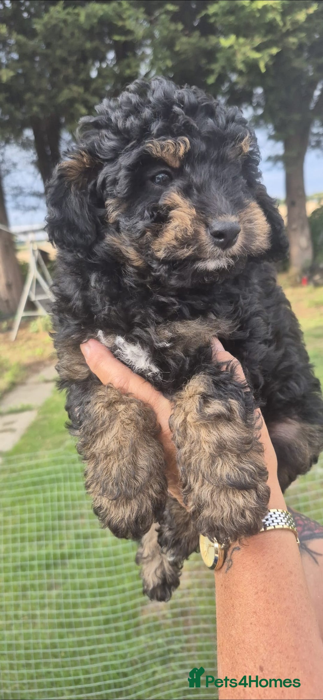 Cockapoo dogs for sale: Cockapoo  LAST GIRL AVAILABLE NOW - Image 13