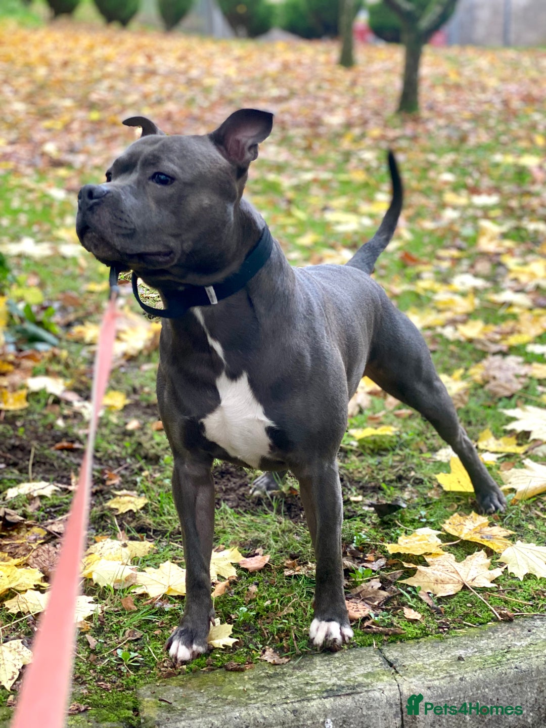 Staffordshire Bull Terrier dogs for stud: Blue Staffordshire Bull Terrie Stud  - Advert 2