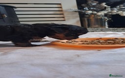 Yorkshire Terrier dogs for sale: Beautiful Biewer Yorkshire pups*LASTBOY Readynow* in Andover - Image 30