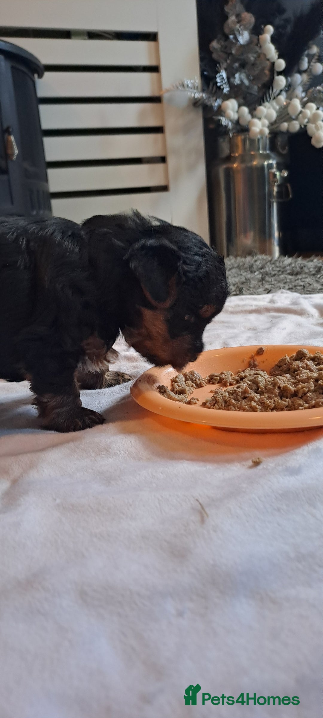 Yorkshire Terrier dogs for sale: Beautiful Biewer Yorkshire pups*LASTBOY Readynow* in Andover - Image 30