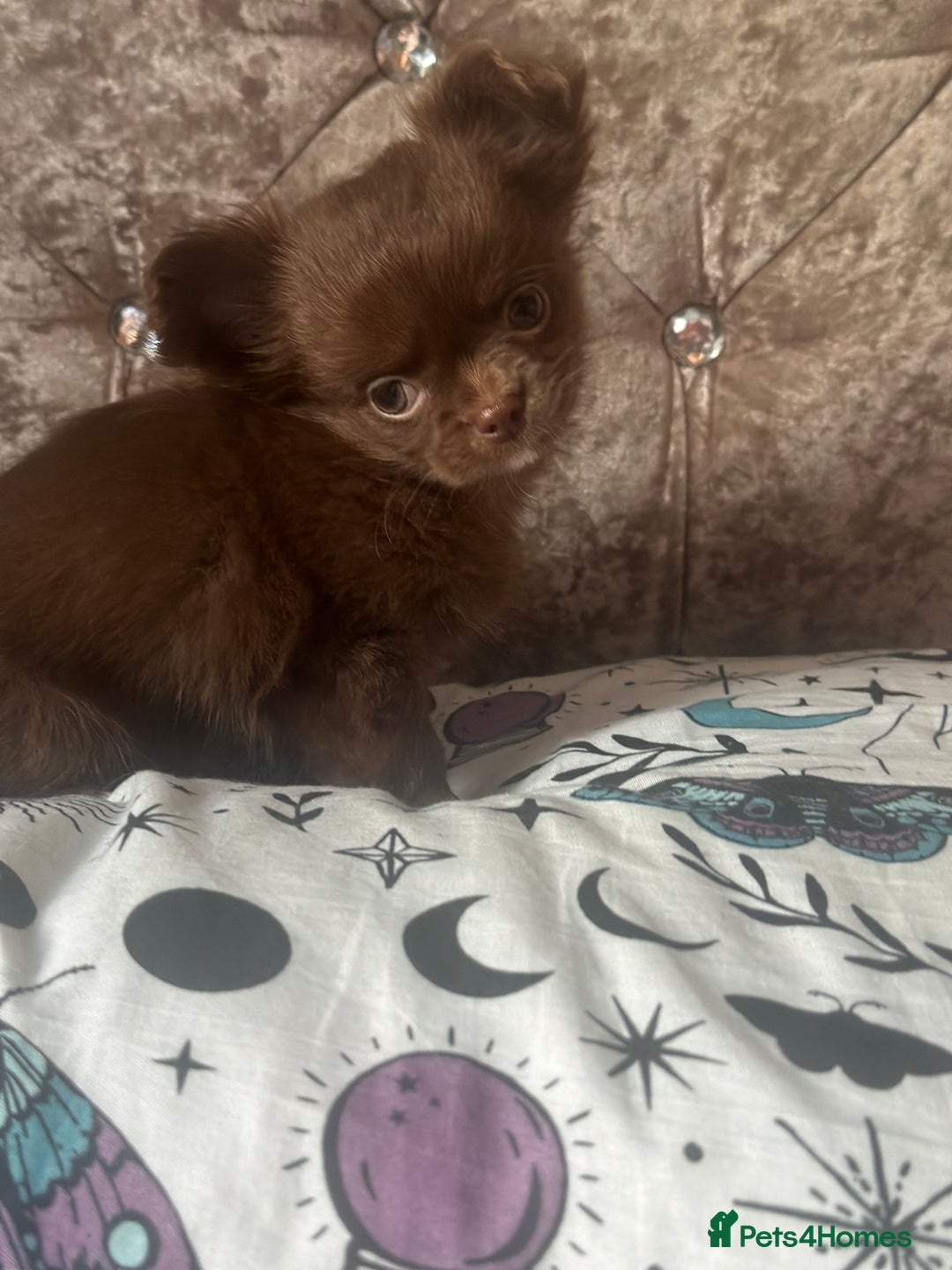 Chihuahua dogs for sale: Beautiful long coat chihuahua girl 🤎💕 - Advert 4