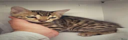 Bengal cats for sale: Stunning Purebred Bengal Kittens in London - Advert 12