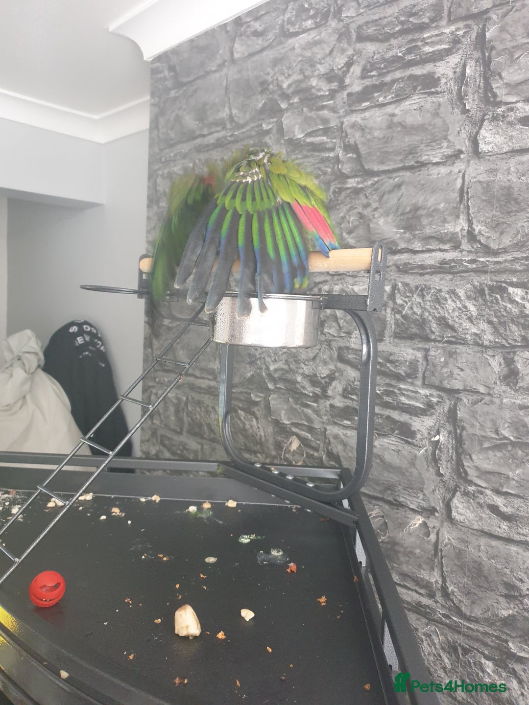 Parrots birds for sale: Amazon parrot for sale  - Image 8