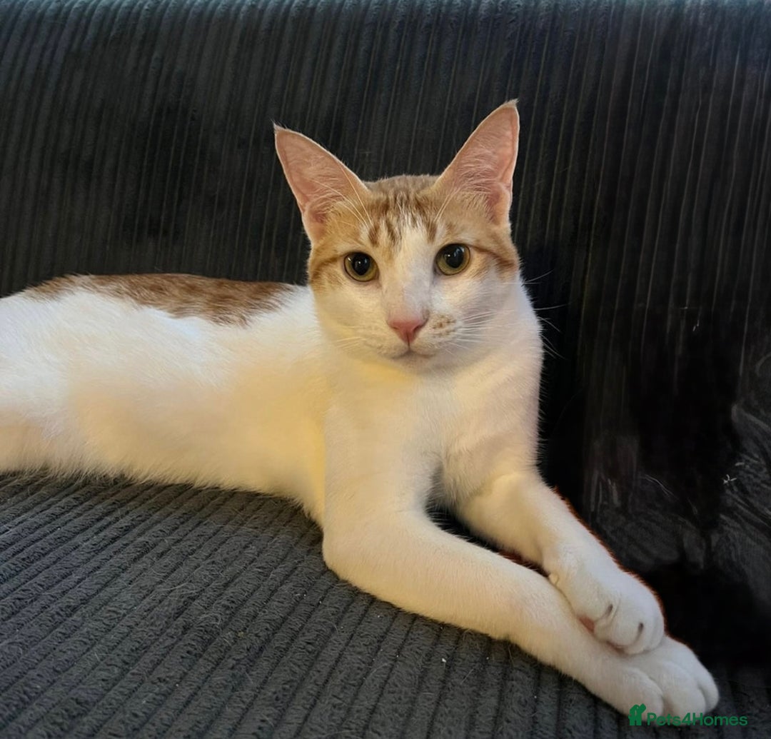 Brazilian Shorthair cats for sale: 3 Female Kittens left! Blue left! Purple, Yellow  - Image 7