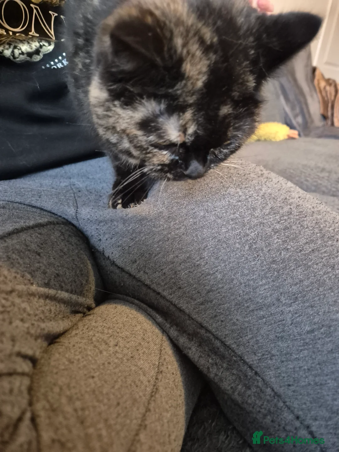 Selkirk Rex cats for sale: Pedigree tica reg black tortie neutered  - Advert 9