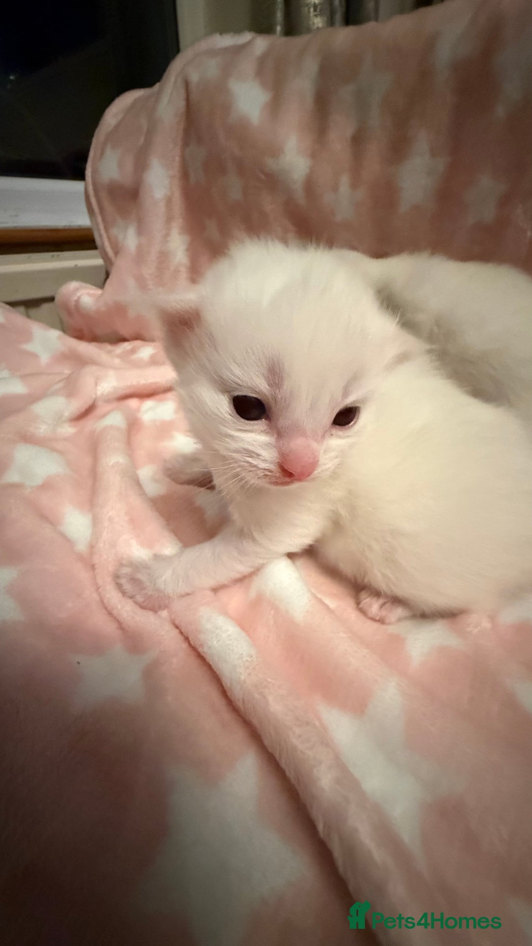 Ragdoll cats for sale: Stunning Ragdoll Kittens girl and boys  - Advert 14