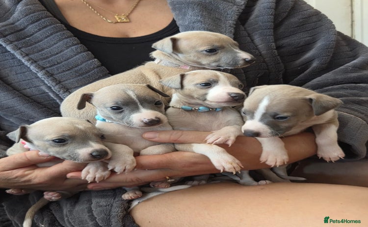 Italian Greyhound dogs - Advert 9