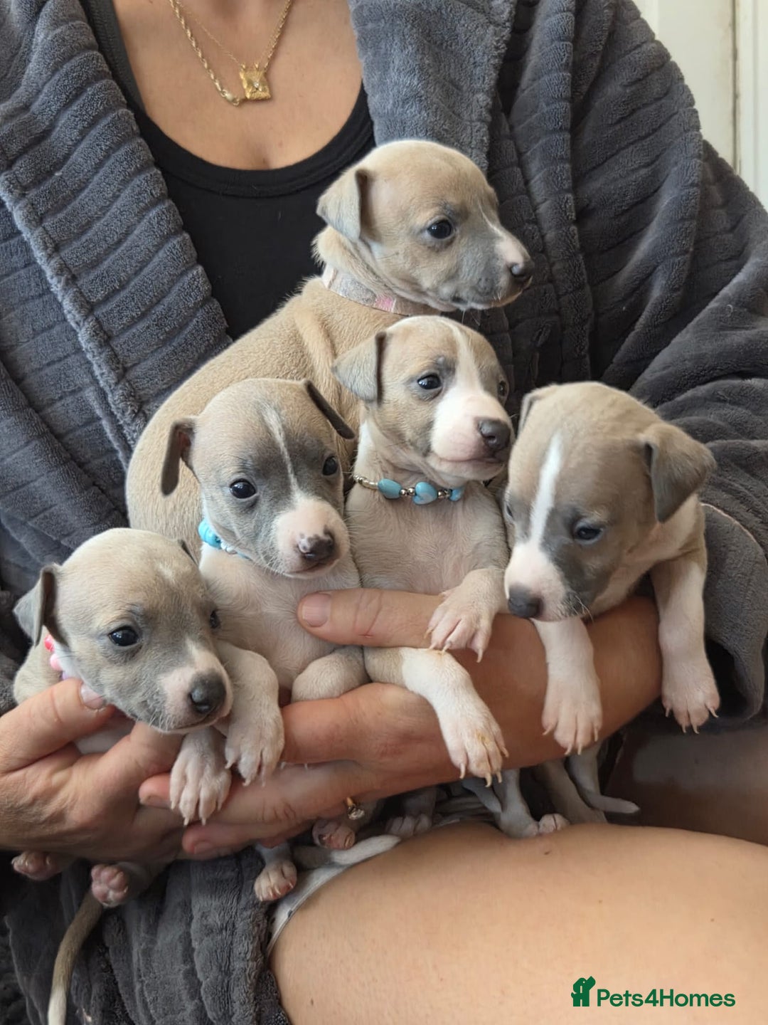 Italian Greyhound dogs for sale: Adorable Italian Greyhound girls - Image 1