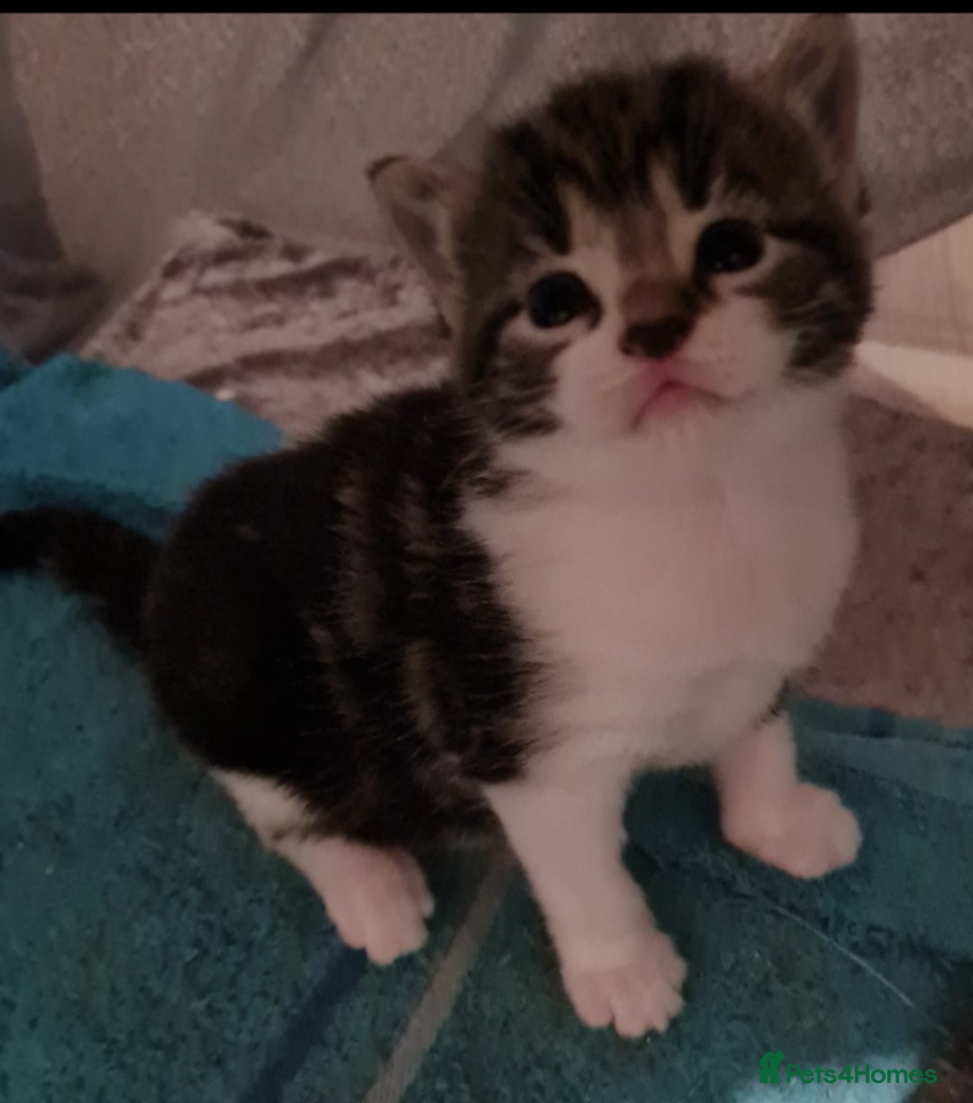 Mixed Breed cats for sale: Beautiful kittens - Advert 11