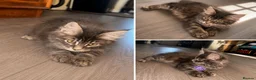 Maine Coon cats for sale: GCCF Maine Coone kittens, tested, vacc, vet check - Advert 5