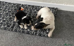Mixed Breed dogs for sale: Two Jack Russell mixed breed puppies  - Image 2