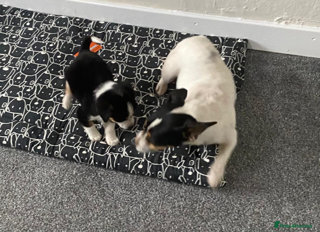 Mixed Breed dogs for sale: Two Jack Russell mixed breed puppies  - Image 2