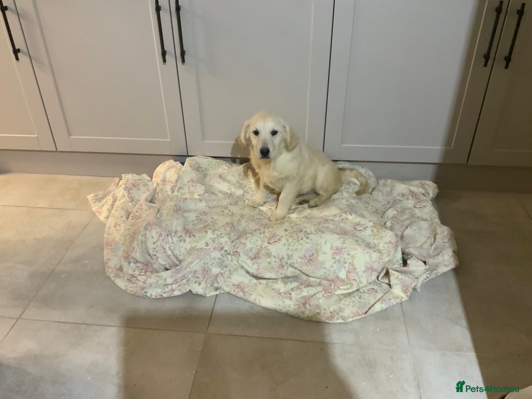 Golden Retriever dogs for sale: Golden Retrievers -Goadream kc  - Advert 6