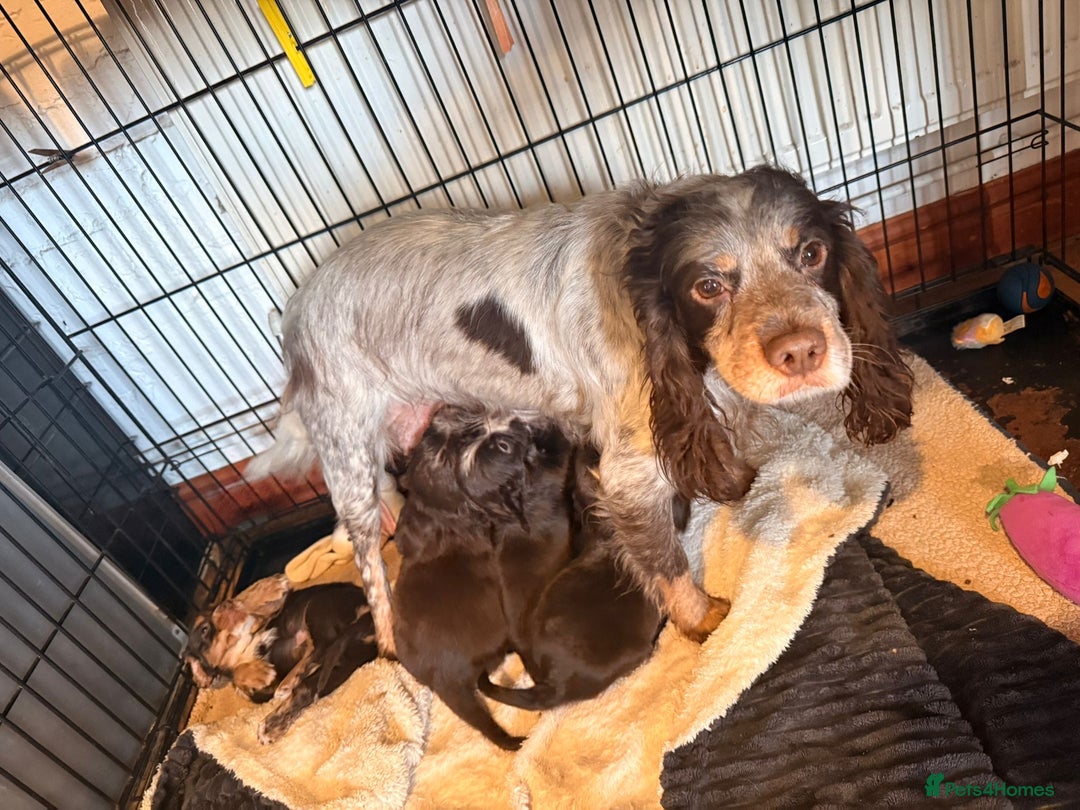 Cocker Spaniel dogs for sale: Cocker spaniel puppies - Advert 2