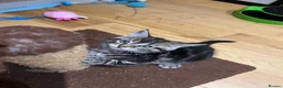 Mixed Breed cats for sale: 4 Beautiful Kittens Looking for Loving Homes!  in Dagenham - Advert 9