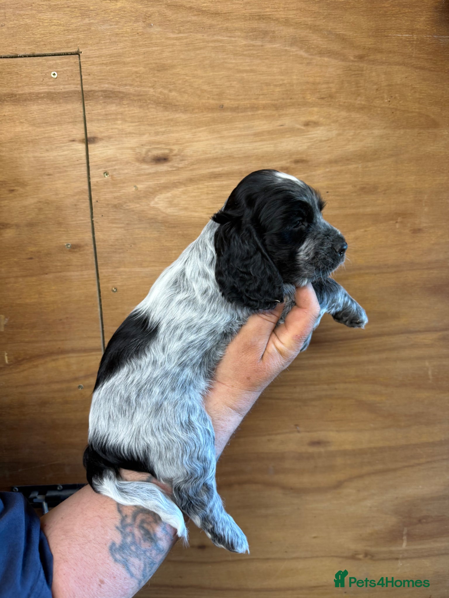 Cocker Spaniel dogs for sale: 5 Gorgeous Chunky Show Type Cocker Spaniels  - Advert 4
