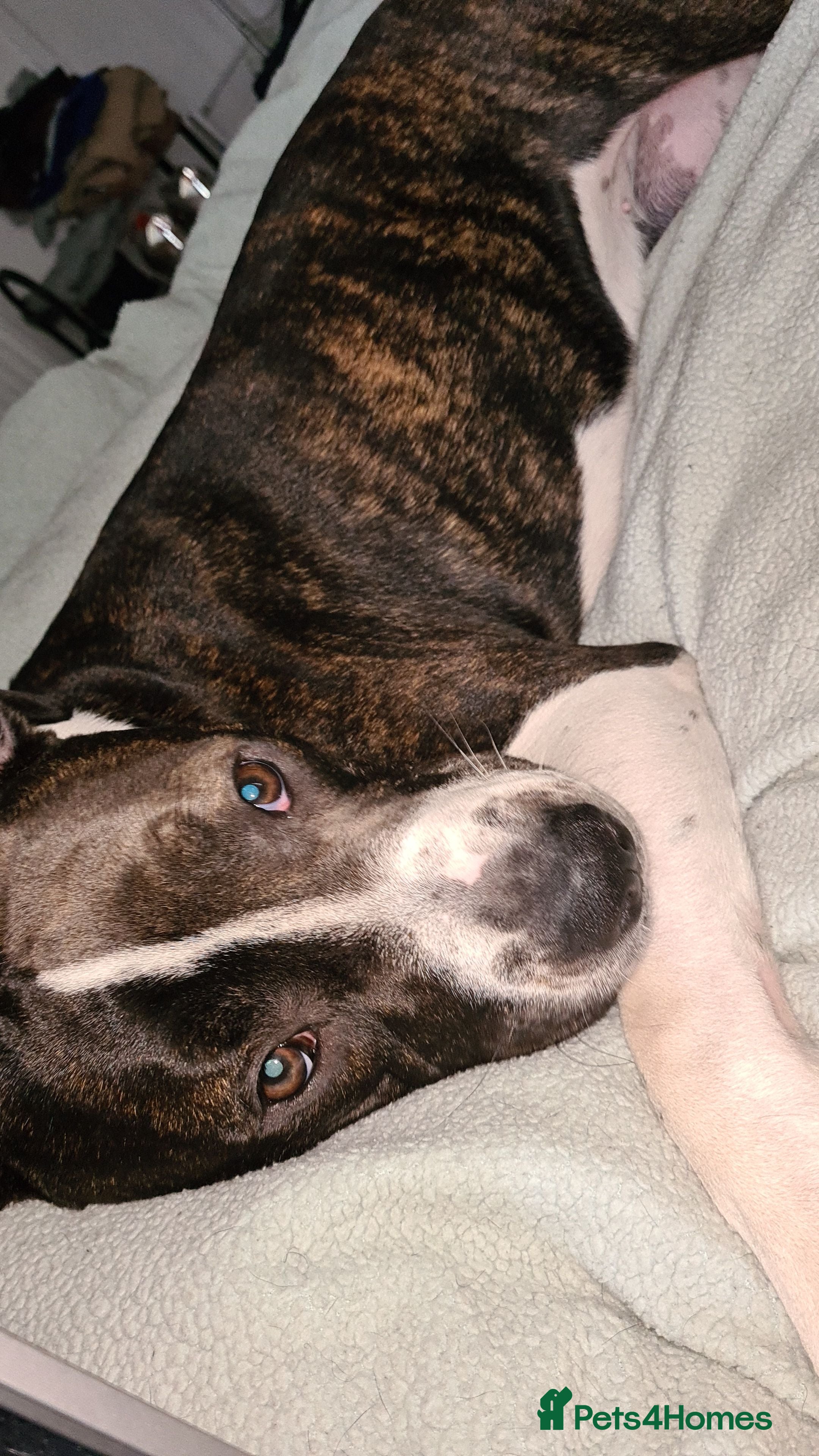 Mixed Breed dogs Spike needs rehoming as owner had change of circum - Advert 2