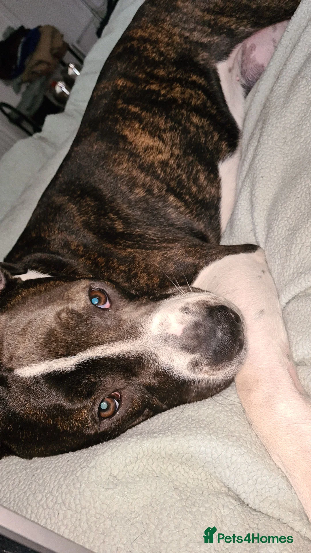 Mixed Breed dogs for sale: Spike needs rehoming as owner had change of circum - Advert 1