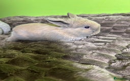 Mini Lop rabbits for sale: Pure breed mini lops  - Image 10