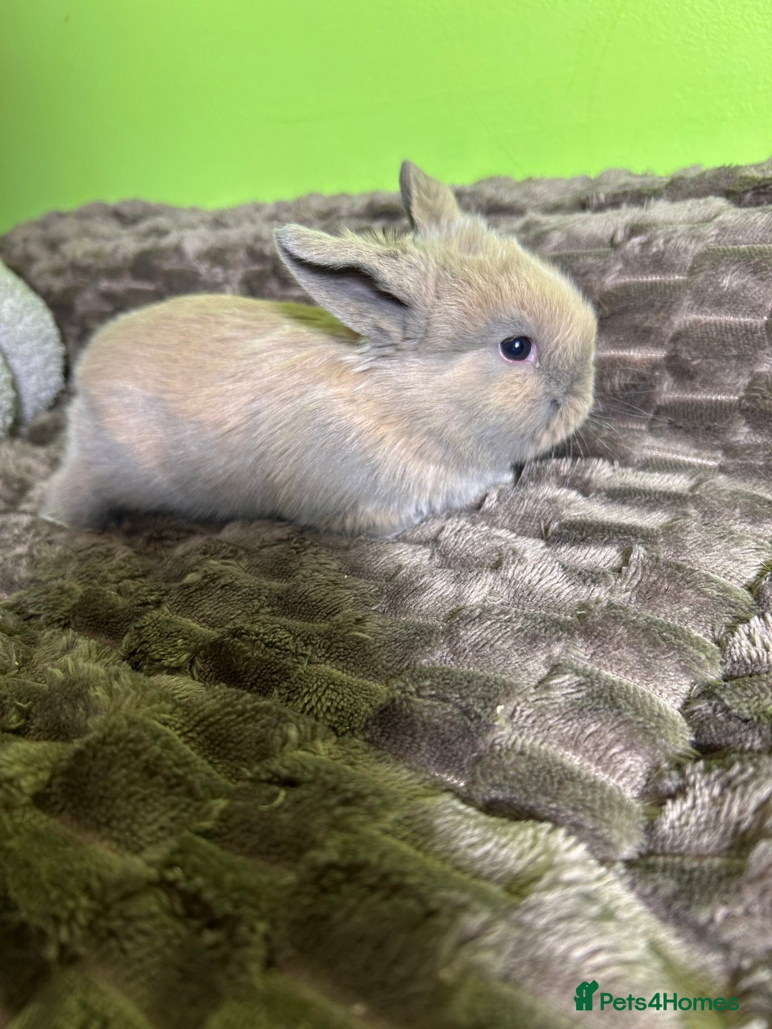 Mini Lop rabbits for sale: Pure breed mini lops  - Image 10