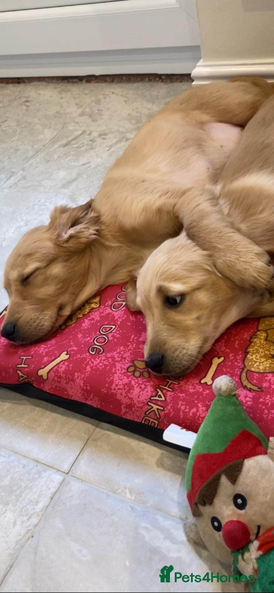 Golden Retriever dogs for sale: Golden retriever puppies  - Advert 7