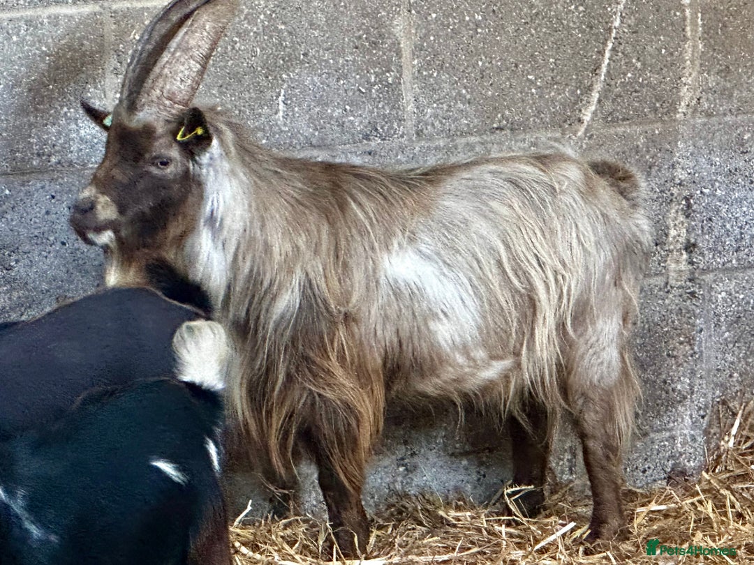 Goats livestock for sale: PYGMY BILLY - PROVEN - Image 3