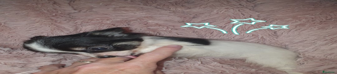 Chihuahua Puppy 5