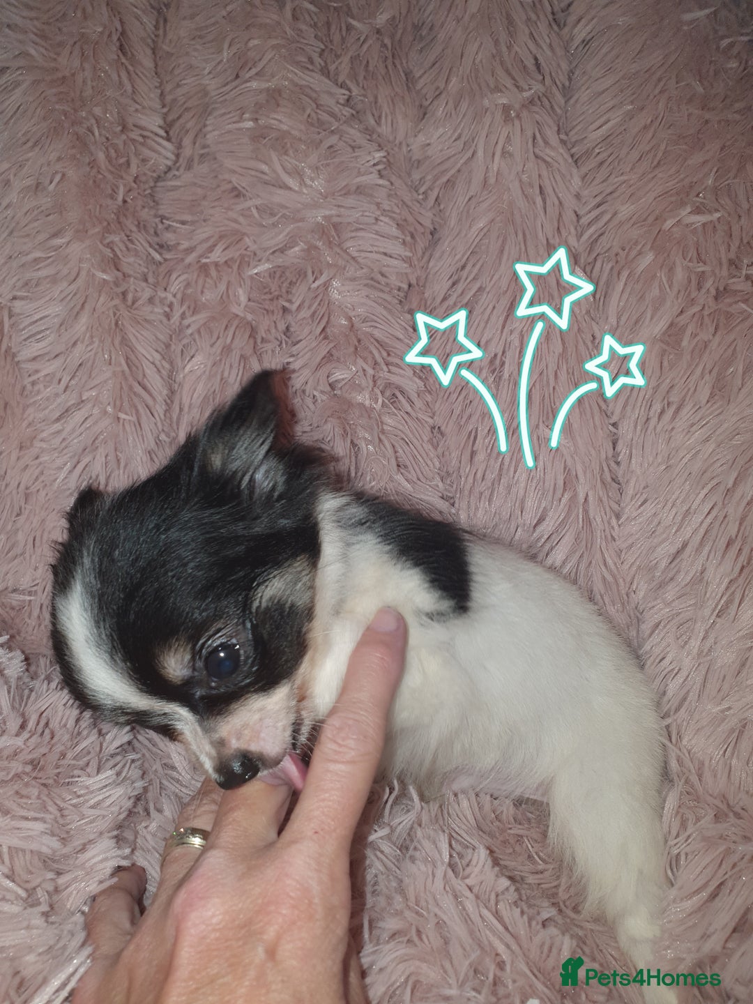 Chihuahua dogs for sale: Tri coloured longcoat apple head - Image 20