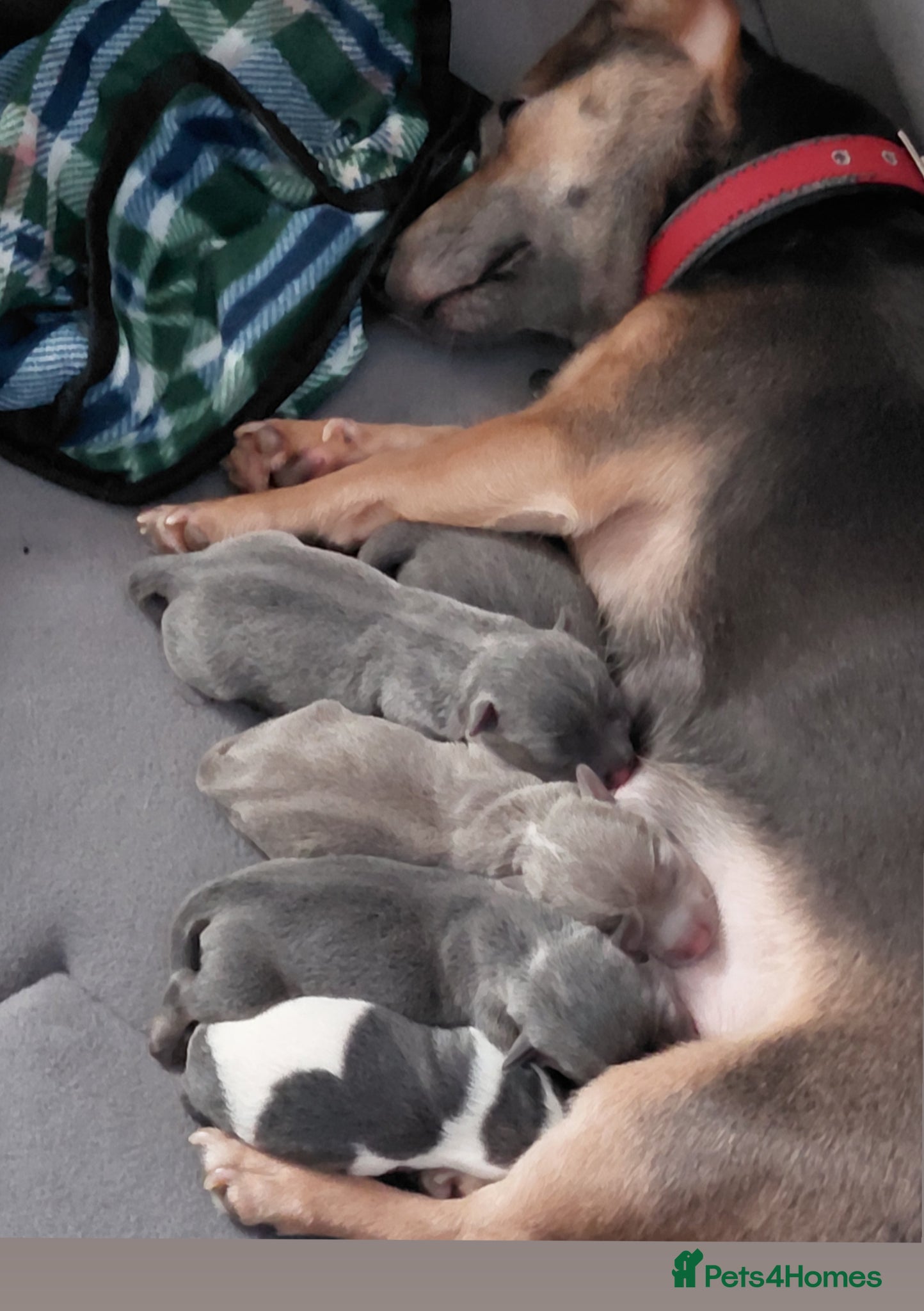 Jack Russell dogs 4 stunning miniture jack russell puppies for sale  - Advert 6