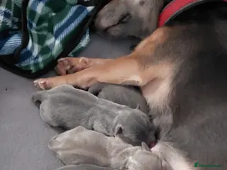 Jack Russell dogs 4 stunning miniture jack russell puppies for sale - Advert 6