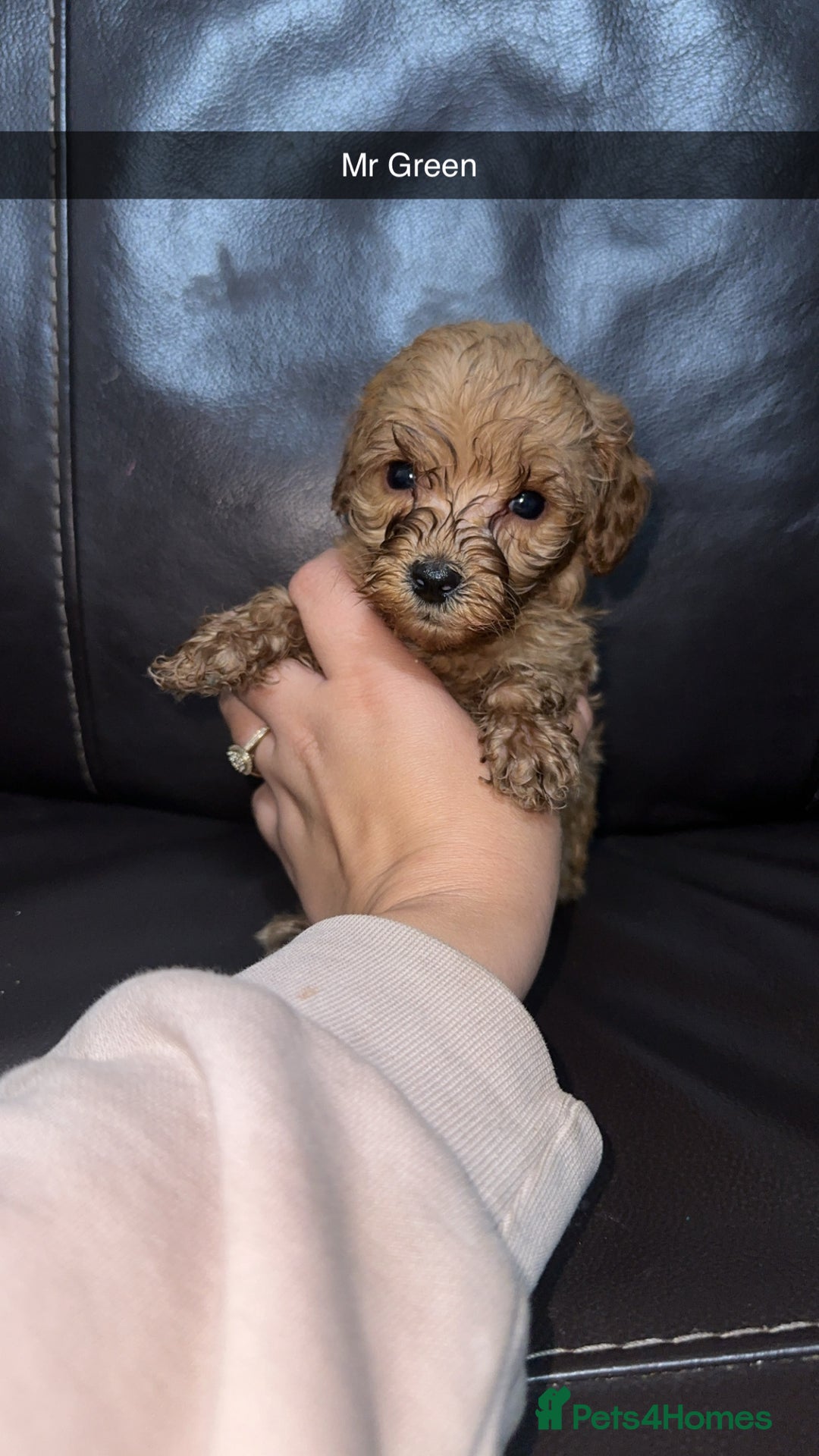 Cockapoo dogs for sale: Miniature cockapoo puppies - Image 19