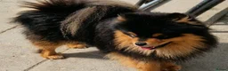 Mixed Breed dogs for sale: Pom/chow boy 16 months old  - Advert 2