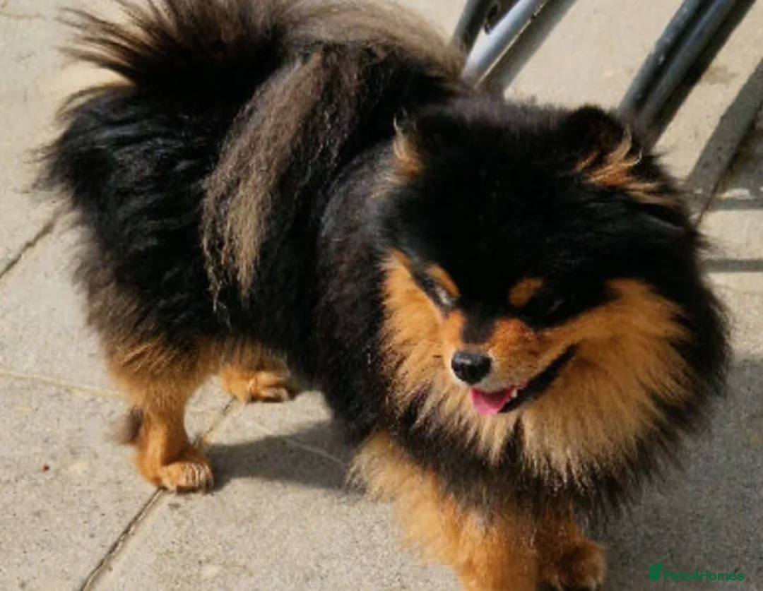 Mixed Breed dogs for sale: Pom/chow boy 16 months old  - Advert 2
