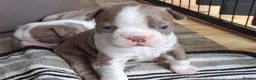 Boston Terrier dogs for sale: KC reg 2 girls 3 boys available  - Advert 8