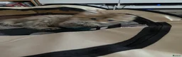 Persian cats for sale: Beautiful friendly socialised kittens in Altrincham - Advert 4