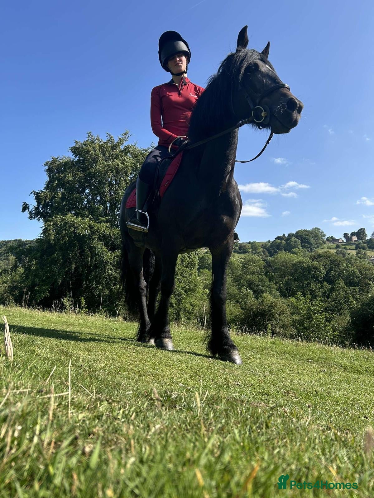 Fell horses Raven, 14h black Fell x Tb gelding - Advert 3