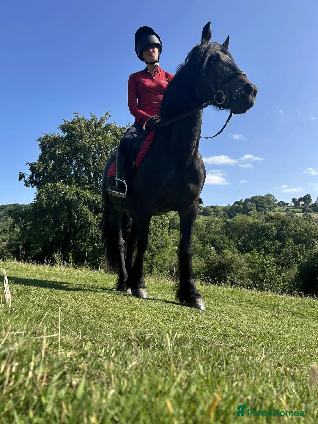 Fell horses for sale: Raven, 14h black Fell x Tb gelding in Matlock - Advert 1