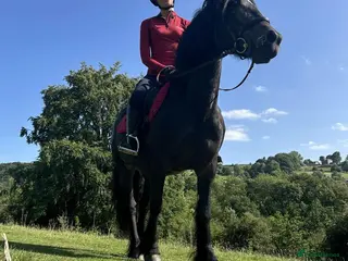 Fell horses Raven, 14h black Fell x Tb gelding - Advert 1