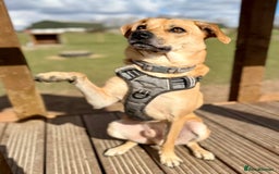 Mixed Breed dogs for adoption: Lovely Jack - Image 2