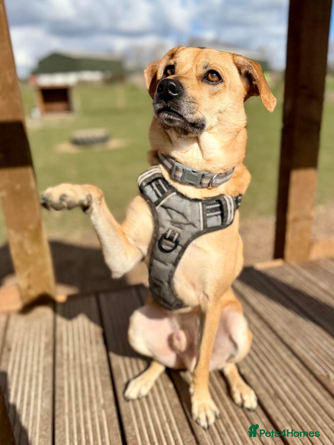 Mixed Breed dogs for adoption: Lovely Jack - Image 2