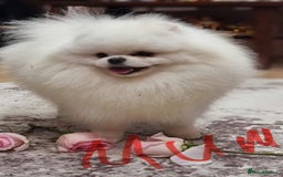 Pomeranian dogs for sale: Teddy face pomeranian girl  - Image 2