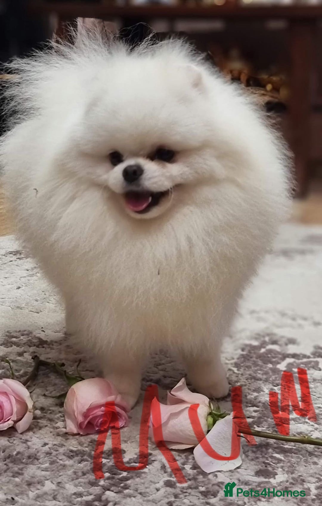 Pomeranian dogs for sale: Teddy face pomeranian girl  - Image 2