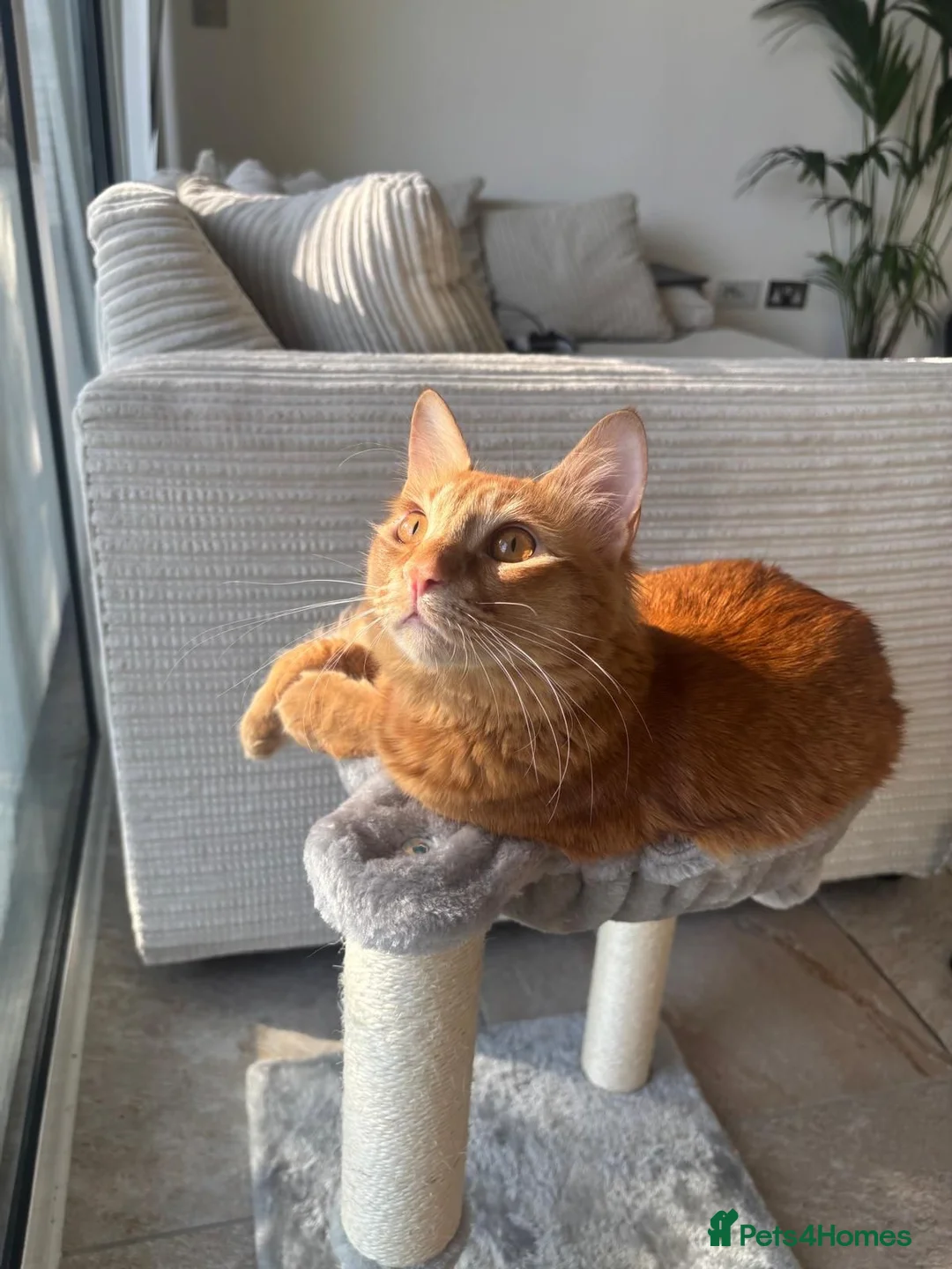 Mixed Breed cats for adoption: Perfect Family Cat Timothy - Advert 2