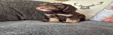 Cockapoo Puppy 3