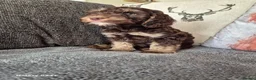 Cockapoo dogs for sale: F1 cockapoo puppys  in Durham - Advert 9