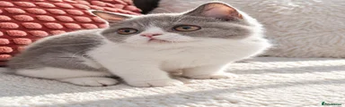 British Shorthair 1
