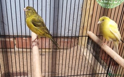 Canaries birds for sale: Spanish timbrado canaries pair - Advert 6